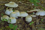 Rafelige  champignon jonge exemplaren, Agaricus subfloccosus