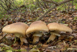 Reuzen champignon, Agaricus subrufescens