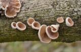 Judasoor, vals judasoor-Auriculariopsis ampla