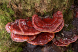 Lakzwam, harslakzwam, Ganoderma resinaceum, saprotroof op dode stam