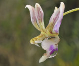 Phalaenopsis minor