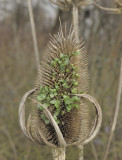 Slipbladige kaardebol, ontkiemend zaad (levendbarend)