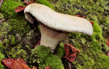 Grote molenaar