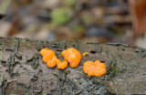 Grote druppelzwam