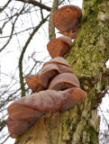 Judasoor -  gewoon judasoor, Auricularia auricula-judea