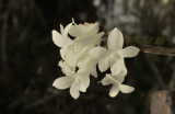 Dendrobium sp.  Birma