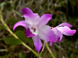Dendrobium Linawianum