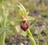 Ophrys  sphegodes var. bicolor