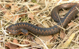 Adder, vrouwelijk