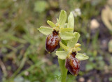 O. sphegodes, variety