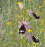 Ophrys bertolonii