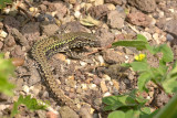 Muurhagedis