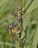 Glassnijders paringswiel, Brachytron pratense