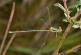 Zwervende pantserjuffer, Lestes barbarus