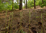 Goodyera repens, habitat 