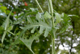 Blad van slipbladige kaardebol, Dipsacus laciniatus