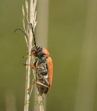 Gewone smalboktor, vrouw