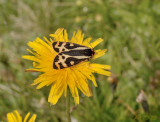 Zygaena, Weegbreebeer