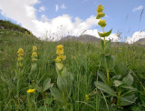 Gentiana lutea