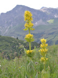 Gentiana lutea
