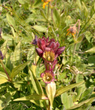 Gentiana purpurea
