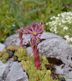 Sempervivium dolomiticum