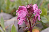 Vogelkop kartelblad