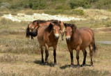 Teruggefokt wild paard