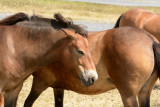 Teruggefokt wild paard