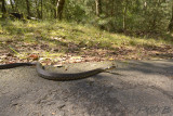 Ringslang fietspad