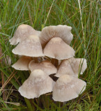 Bundelcollybia