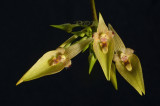 Bulbophyllum blepharistes 