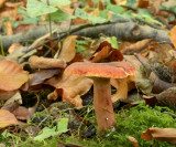Melkzwam, roodbruine kleibosmelkzwam