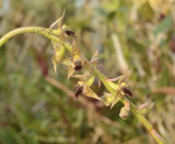 Bulbophyllum sp.