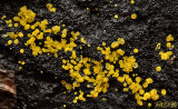 Bisporella citrina