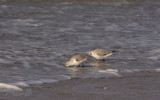 3teen strandloper, Calidris alba