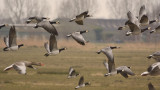 Brandgans, op naar Spitsbergen