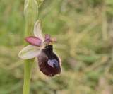 Ophrys saratoi (bertolonii ssp. saratoi)