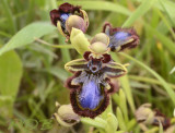 Ophrys speculum 