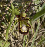 Ophrys speculum ssp. speculum, hypochromatic