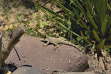 Hardoen, Laudakia stellio