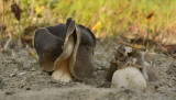 Nonnenkap kluifzwam, Helvella spadicea