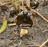 Nonnenkap kluifzwam, Helvella spadicea