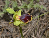 Ophrys blitopertha (fusca ssp. blitopertha)