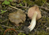 Sleedoornsatijnzwam, Entoloma sepium