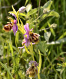 Ophrys homeri