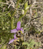 Ophrys calypsus var. scolopaxoides