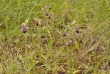 Ophrys calypsus var. scolopaxoides