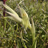 Serapias orientalis ssp. orientalis wit 