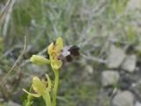 O. fusca ssp. persephonae
